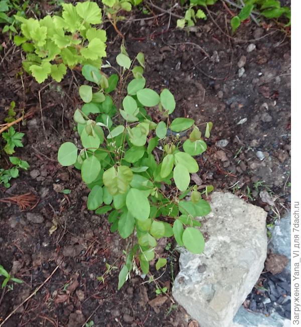 Леспедица молоденькая