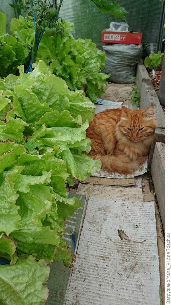 В воскресенье дождь проливной. Я в теплице работала, а котя со мной. Мучился, мёрз, но без меня домой идти отказывался :)