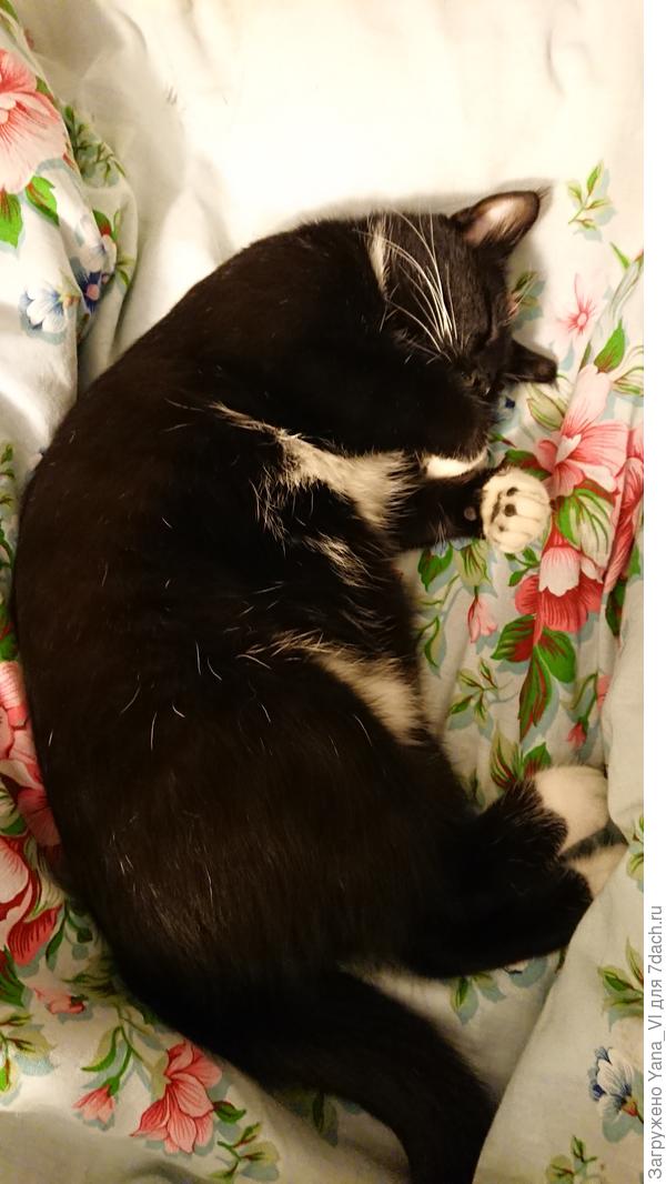 Фигурное лежание Коша (только что поужинал плотно, поэтому пузико немного мешает)