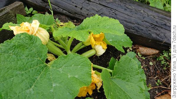 С кабачками та же фигня...