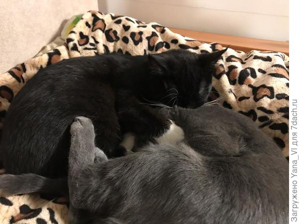 Спят вдвоём