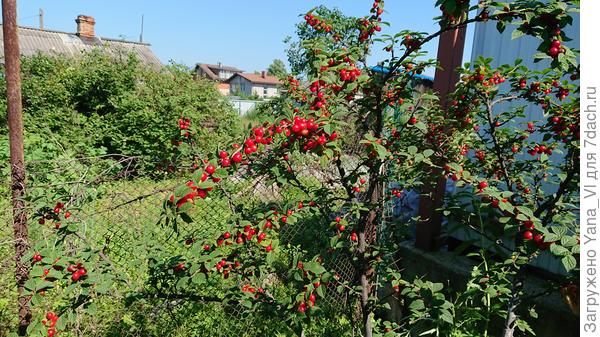 Вчера вечером