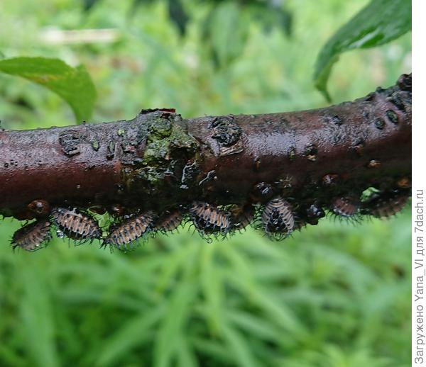 Фото 2 - лохматые, овальные