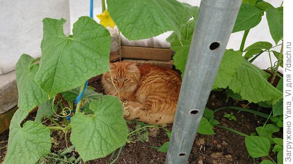 Рыжий решил, что это персонально для него шалашик :)