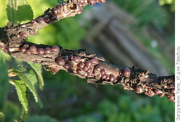 Фото1 - коричневые, круглые, гладенькие.