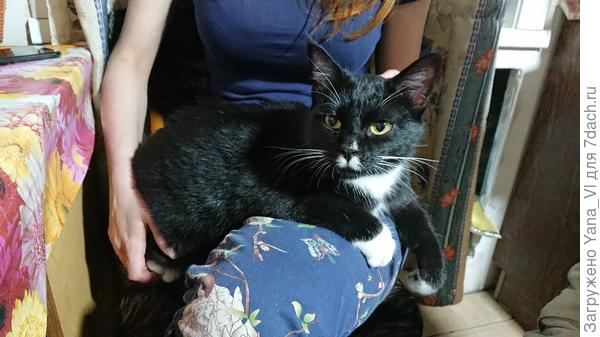 А это просто привет от Коши :) Видите, какой толстячок вырос :)