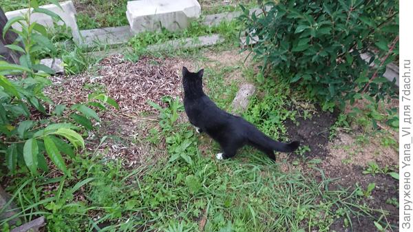 И уже осваивает территорию :)