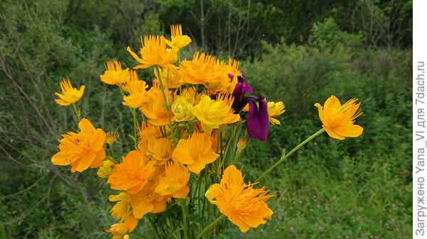 Для вас - самый яркий букет, что нашла в нашем хмуром, дождливом крае