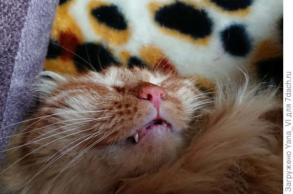 А мой "наклюкался" уже и спит, розовым носом посапывает