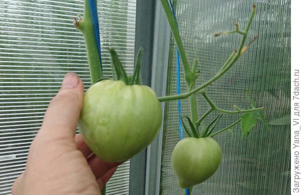 ДВА!!! плода малёхоньких и дальше пустая кисть. Помирает без солнца.