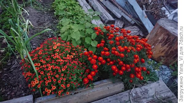 Кустик рядом с бархатцем, слева. Оба почти шарики.