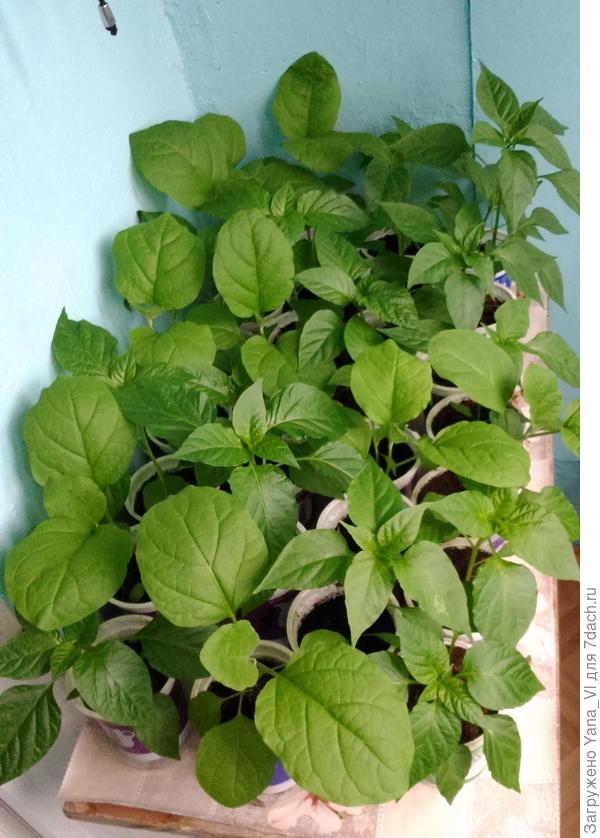 24 апреля.На столике на неотапливаемой лоджии.