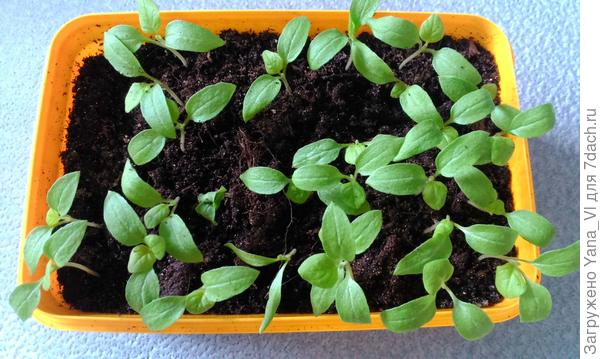 Та же коробочка через 10 дней. Часть растений уже рассадила в стаканчики, часть дожидается.