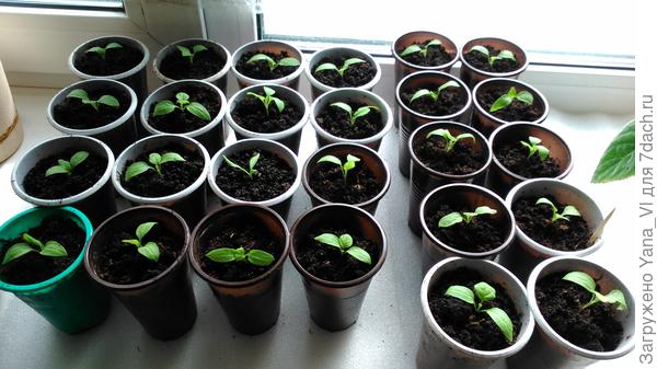 Они же в стаканчиках