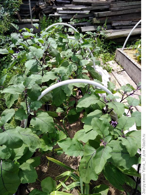 Грядка 22 июля.