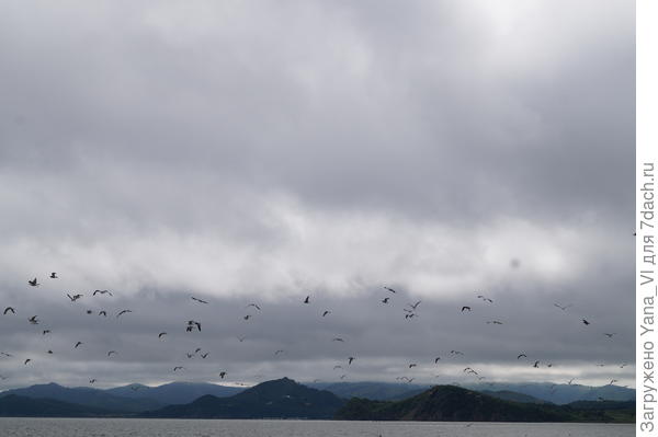 Чайки