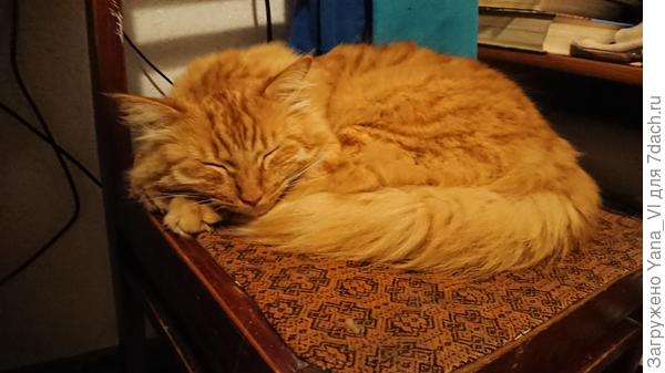 Страдалец. Не желает глаза открывать. Хозяйка промываниями замучила.