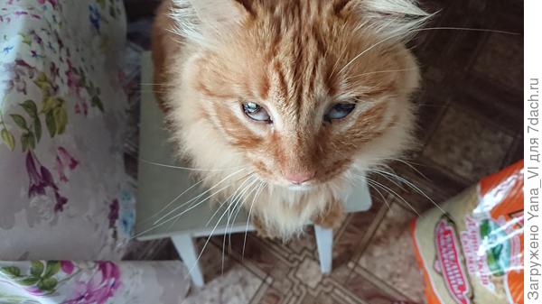 Половина глаза затянута пленкоц