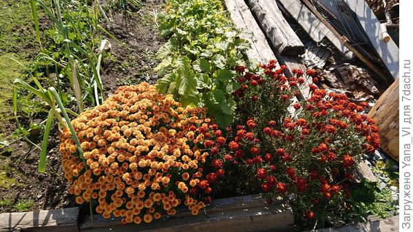 Та же фотка с бархатцем. Его уже заморозок прихватил.