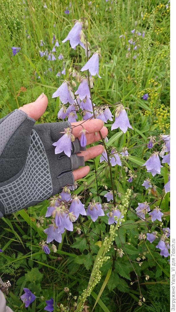 Вот такие...