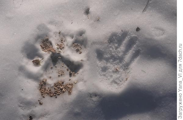Отпечаток тигра (молодой ещё, подросток) на просеке в лесу. Рядом мой муж свою ладонь приложил для масштаба. :)