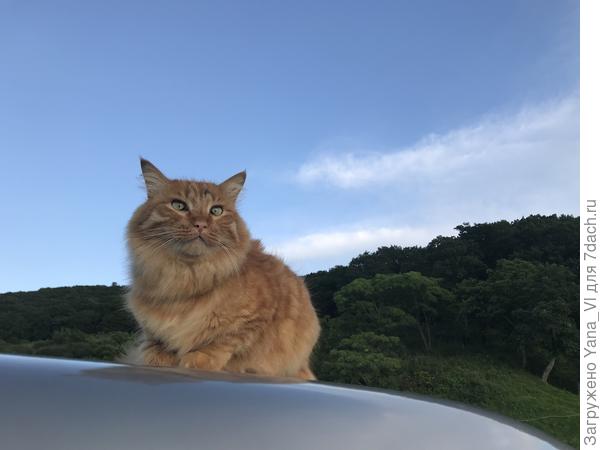 Котя-путешественник с крыши машины обозревает приморские просторы...