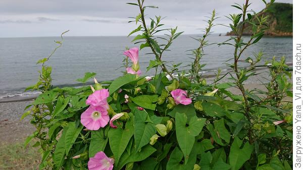 Дикая ипомея на морском берегу :) обвила куст полыни.