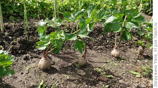 Корнеплоды в смысле вот такие?