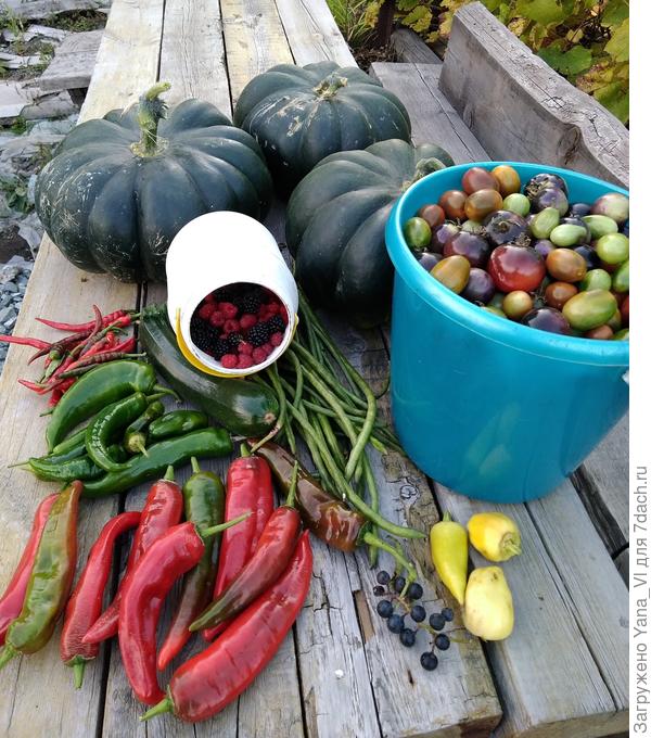 Слева красного и зелёного цвета - именно горькие перцы! А справа зеленовато-жёлтые три штучки - сладкий