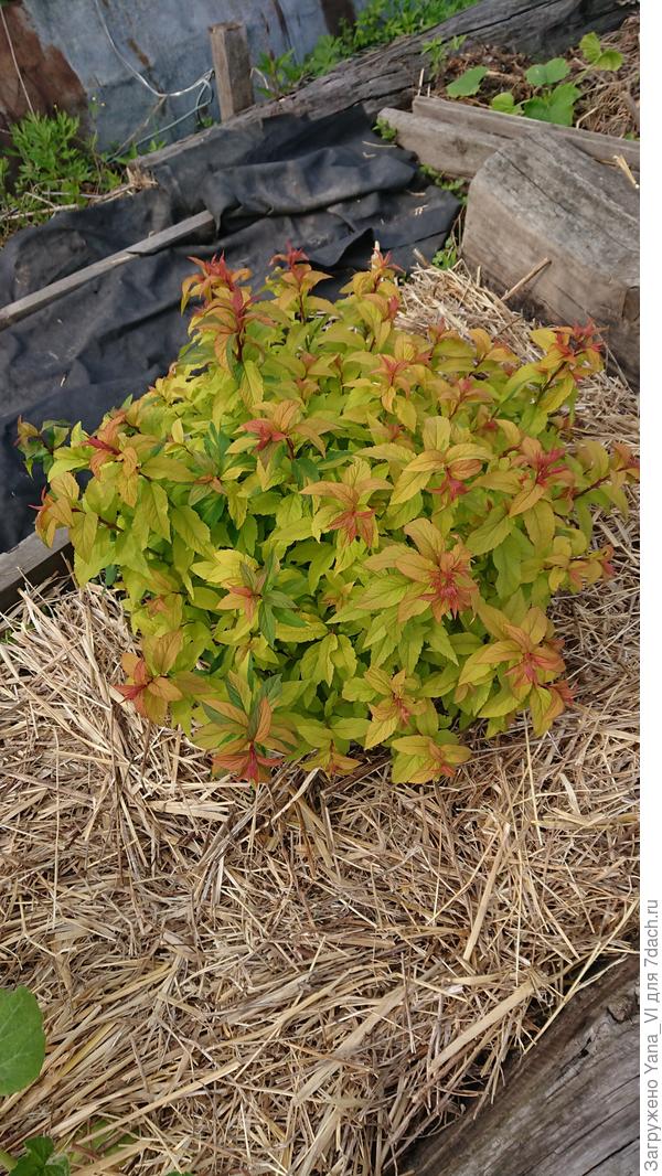 Моя тоже должна была бы быть желтолистной, но от недостатка света летом - вот такая смешная.