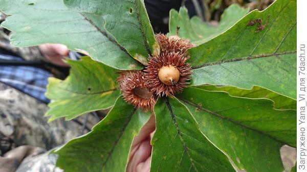 Вот такие :)