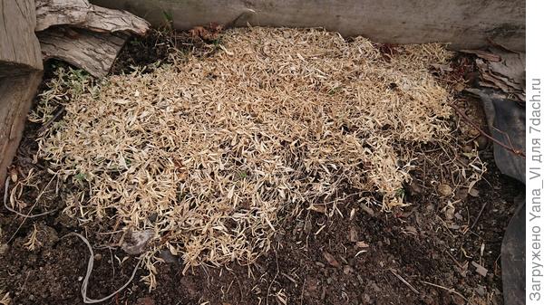 Вот такая вышла из зимы