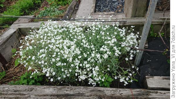 А это максимально пышное цветение, на которое она оказалась способна у нас...