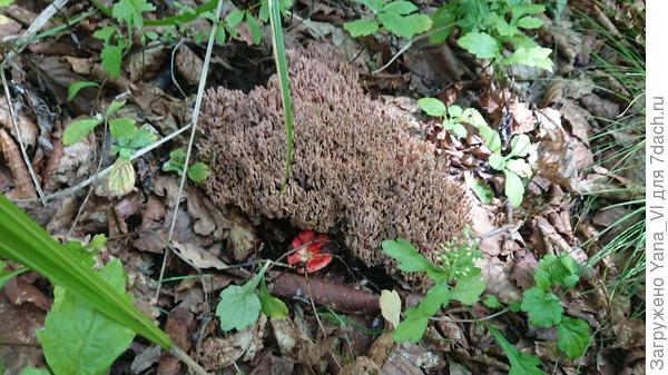 А это не один гриб, как многие могли бы подумать, а два! Тот, что похож на губку - тоже гриб :) называется оленьи рожки!
