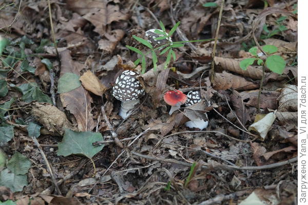 Мне ещё вот эти понравились :)