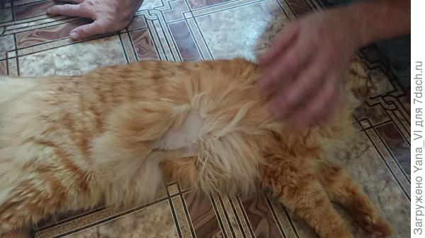 Лысинка на пузе