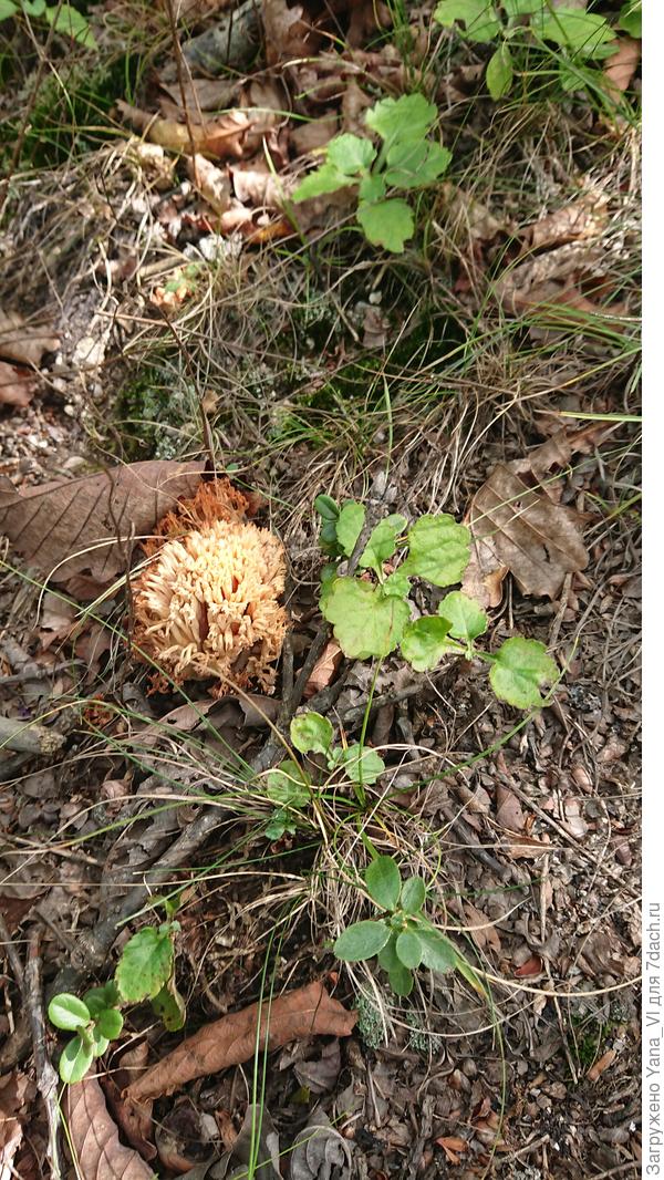 Оленьи рожки молоденький грибок