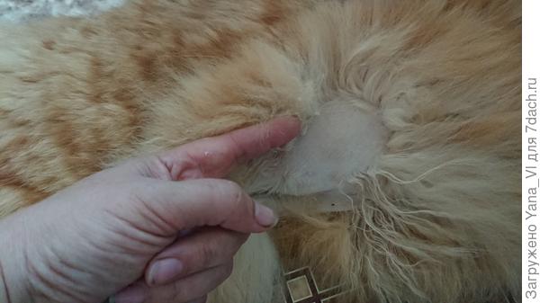 Длина прядей