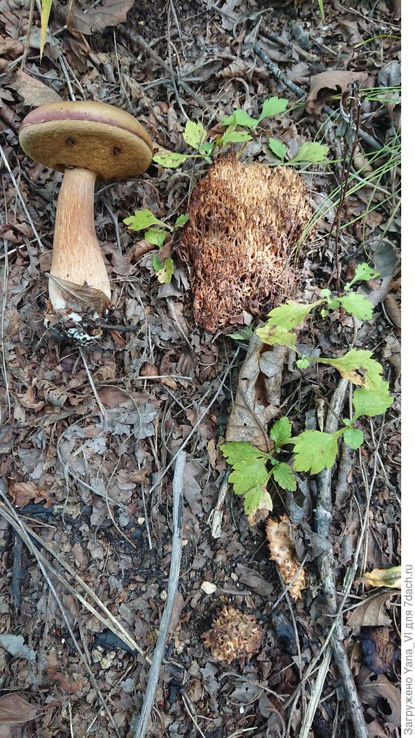 А это старый, подзасохший... с ещё каким то грибом...