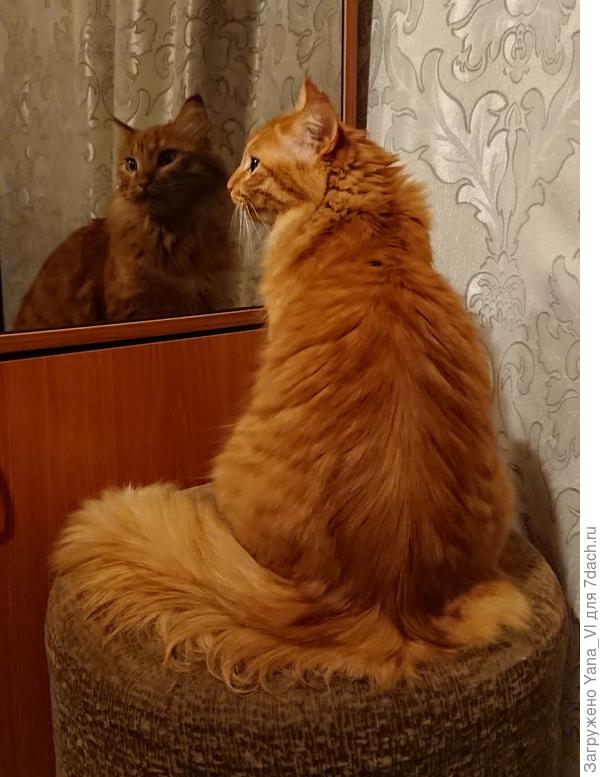 Красавец