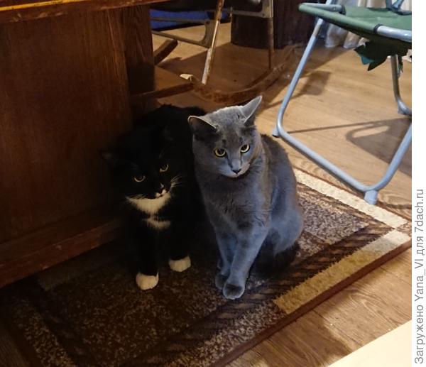 &quot;Фронт обороны&quot; против Рыжего :) вдвоём плечом к плечу не так страшно :)