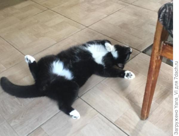 Счастливчик Коша :)