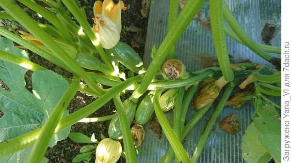 Вот как пример