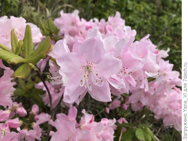 Краснокнижный рододендрон Шлиппенбаха тебе в подарок! :)