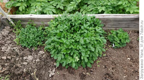 А это монстр, который вырос от Сибирского сада! Огромный куст слева. Рядом с ним маленький и компактный  - Медовый вкус от Аэлиты.