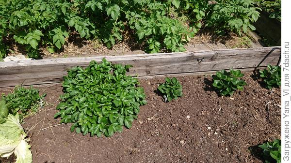 Огромный куст слева - это он! А правее кустики других... нормальных сортов клубники, выращенные одновременно с ним из семян.