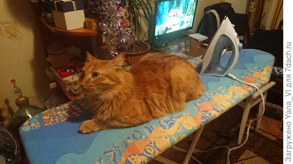 Погладился...