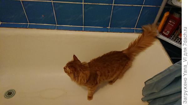 Рыжий помылся...