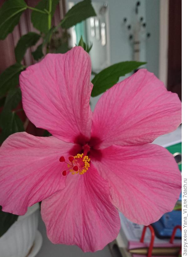 Вот какой красавец распустился :) специально для тебя ;)