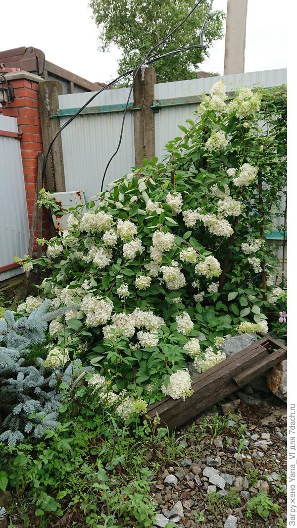 В этом году бесконечными дождями все соцветия положило... :(  прямо в грязь...